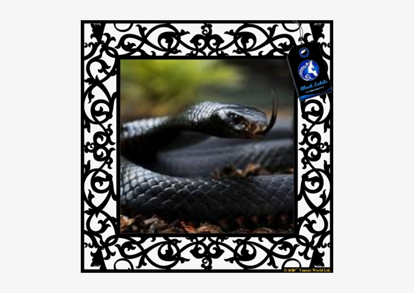 Black Mamba - Mexican Black Kingsnake In The Wild, transparent png