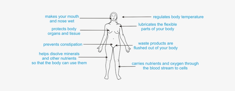 The Human Body Is Anywhere From 55% To 78% Water Depending - Importance Of Water Cycle In Our Daily Life, transparent png