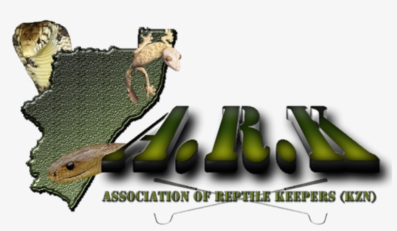 Agama, transparent png