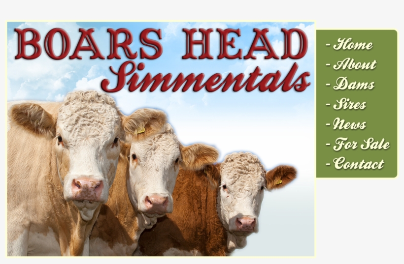 Rhys Grenham, Boars Head Simmentals, Boars Head Farm, - Smkn 1 Cibadak, transparent png