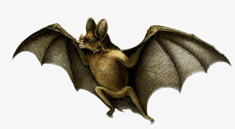 Vampire Bat - Vampire Bat White Background, transparent png