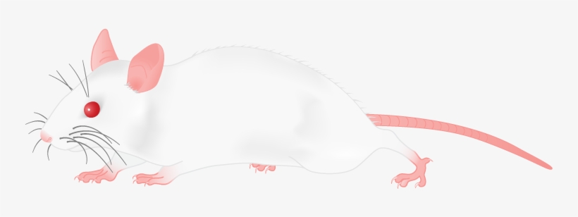 Ill Png, White Mouse - Clip Art, transparent png