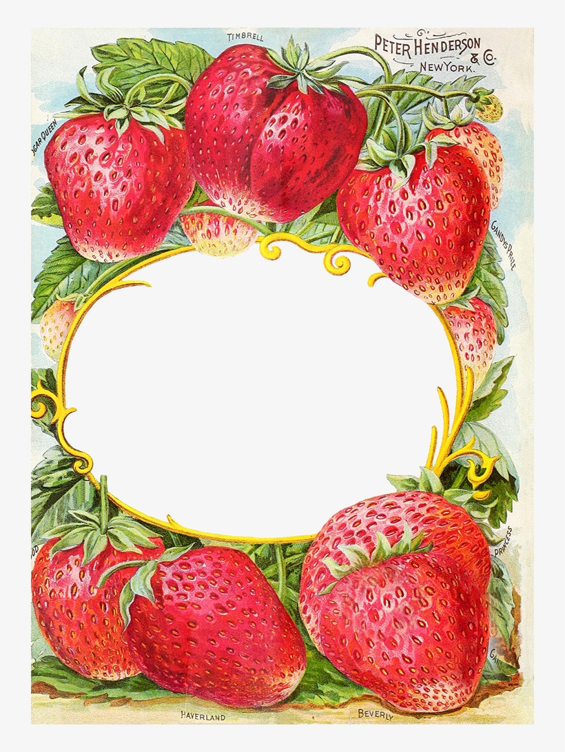 Antique Catalog Reinvented Henderson S Farm Frame - Vintage Strawberry Seed Packet, transparent png