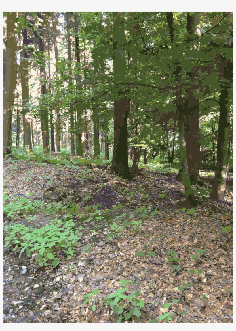 Forest Clipart Temperate Broadleaf And Mixed Forest - Forest, transparent png