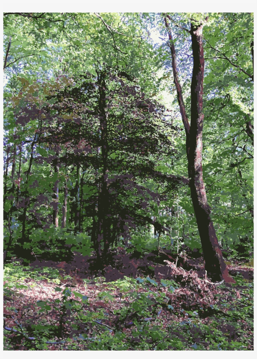 Download Woodland Clipart Temperate Coniferous Forest - Forest, transparent png
