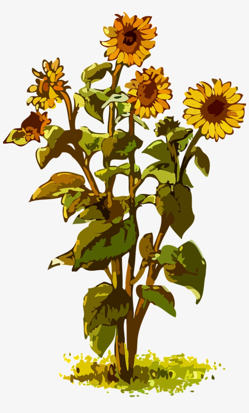 All Photo Png Clipart - Big Sunflower Plant Clipart, transparent png