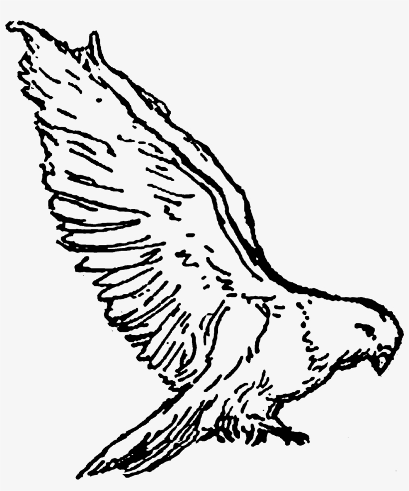 Bird Dove Drawing Illustration Clipart Digital Animal - Clip Art, transparent png