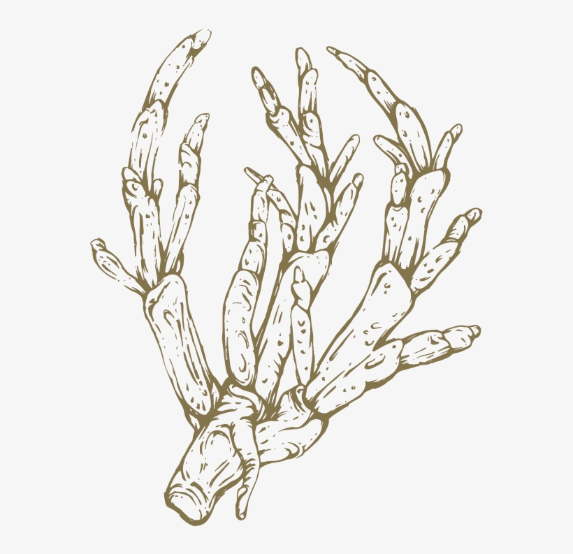Png Royalty Free Asparagus Drawing - Sketch, transparent png