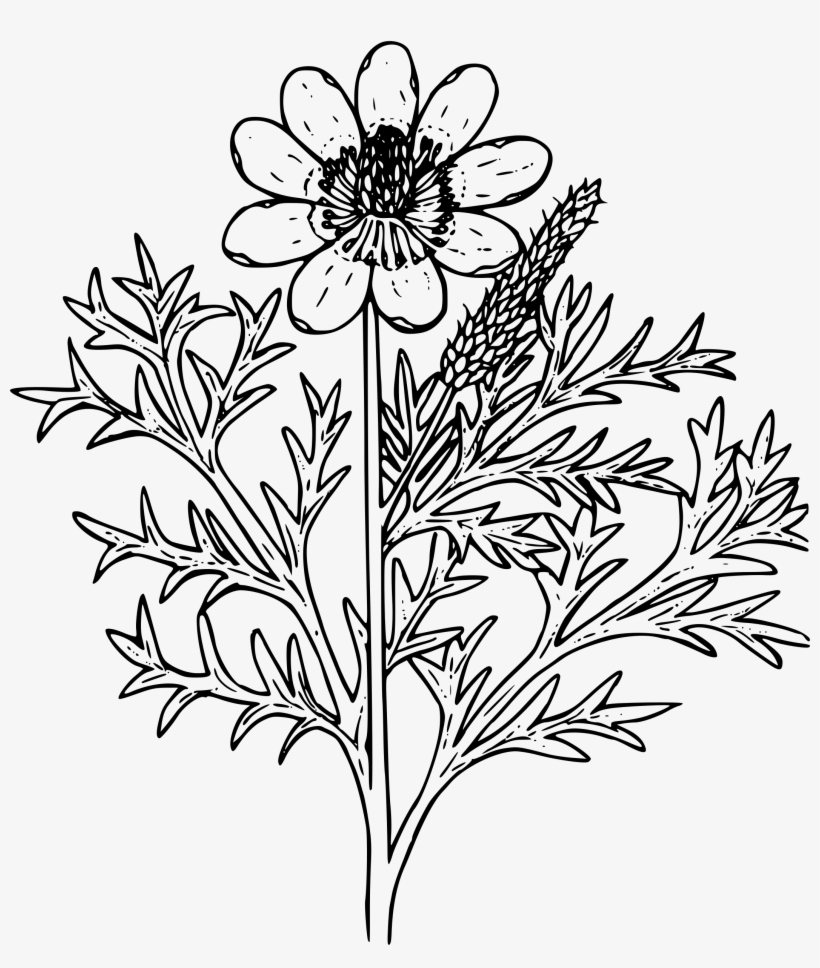 This Free Icons Png Design Of Pheasant's Eye, transparent png