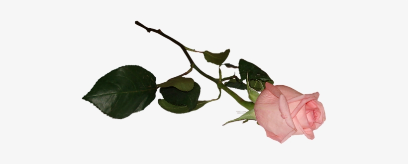 My Circle - Twig, transparent png