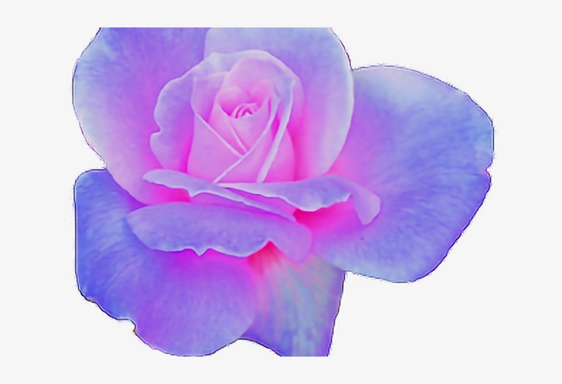 Rose Clipart Aesthetic - Pink And Purple Aesthetic Png, transparent png