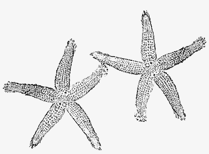 Download Png - Black And White Starfish Png, transparent png