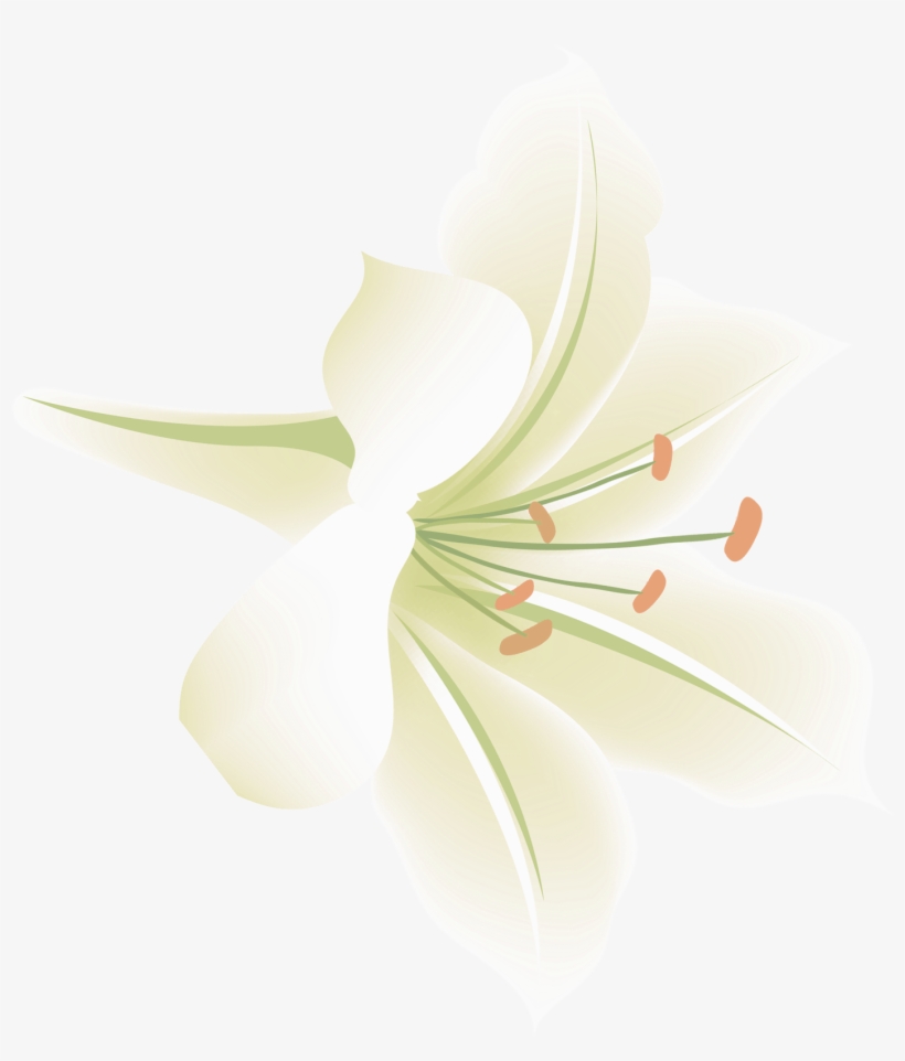 Wild Plant Desktop Wallpapers Hd - 百合 花 的 图片, transparent png