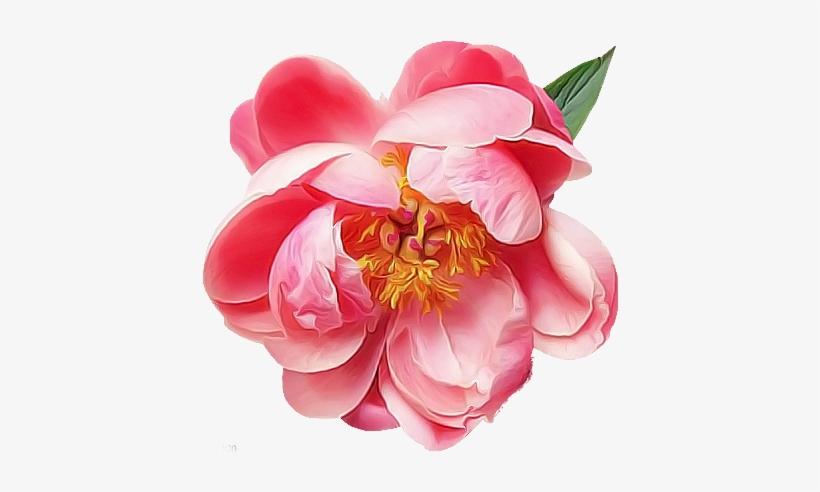 Camellia Drawing Bright Flower - Flower, transparent png