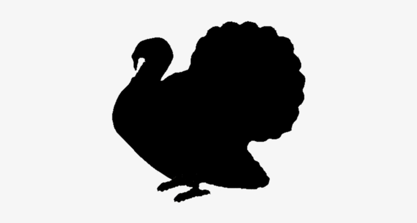 Photo - Turkey Bird Png, transparent png