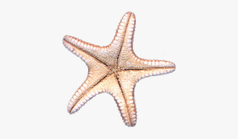 White Starfish Png Starfish Png Seventeen 52 - Starfish Psd, transparent png