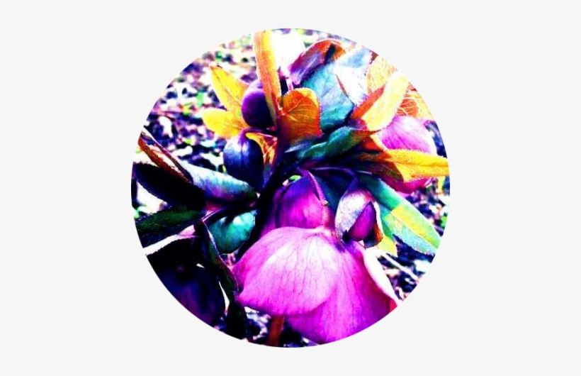 Natural Aesthetic Beauty Can Be Visually Stimulating - Le Botanique, transparent png