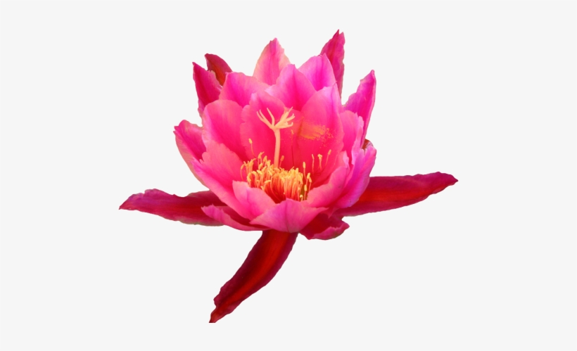 Source - Transparent-flowers - Tumblr - Com - Cactus Flower Png, transparent png