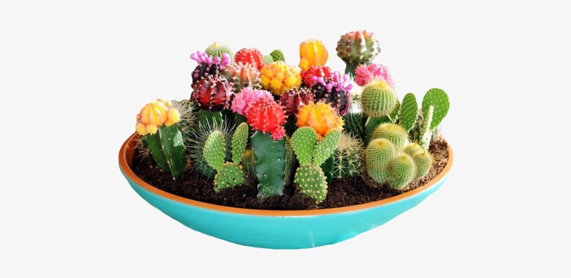 “yayy Here's A Happy Bowl Of Succulents ” - Cactus Garden, transparent png