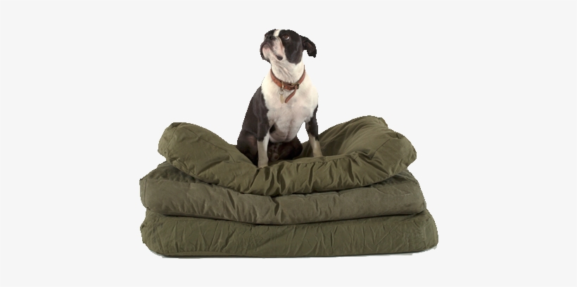 Canvas Dog Bed - Dog, transparent png