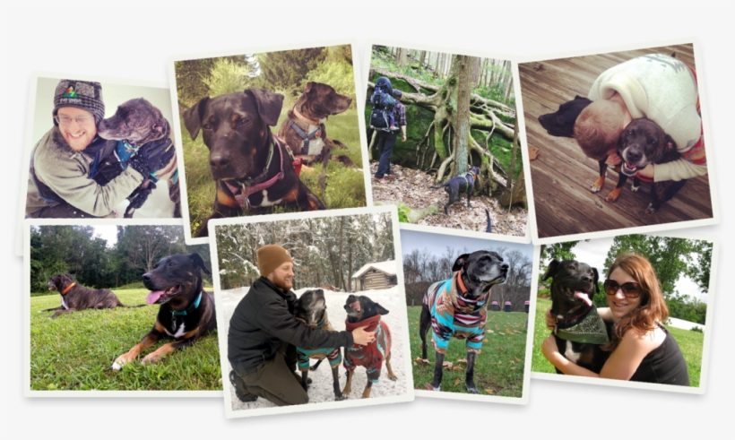 Spruce Is Founded By The Dog-loving Husband And Wife - Dog, transparent png