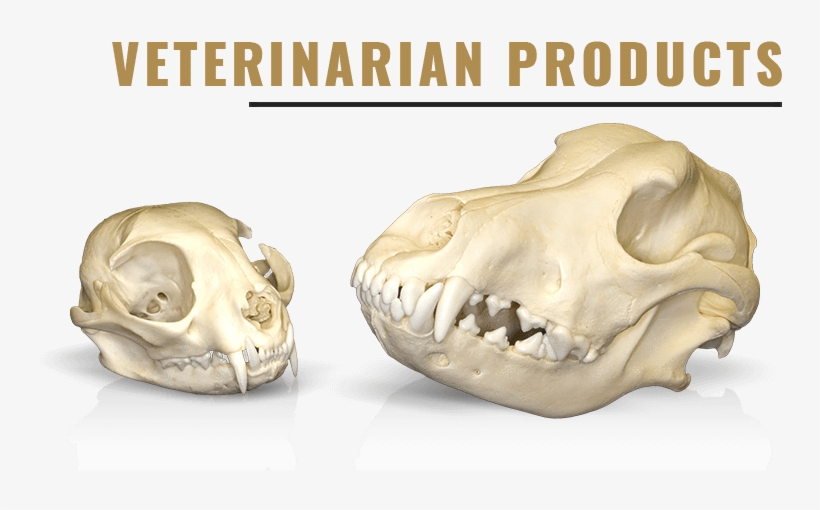 Category - Skull, transparent png