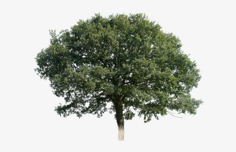 Duplicate For Better Results If You Use This File, - Ely Cathedral, transparent png