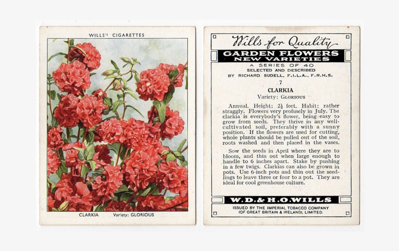 Clarkia, Variety Glorious - Cigarette Card Rms Olympic Back Poster Print (24 X, transparent png
