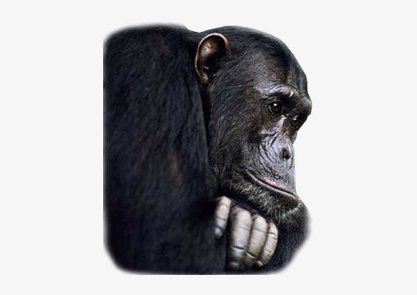 Of Every Animal On The Planet, Chimpanzees Are Our - Great Apes: Between Two Worlds [book], transparent png