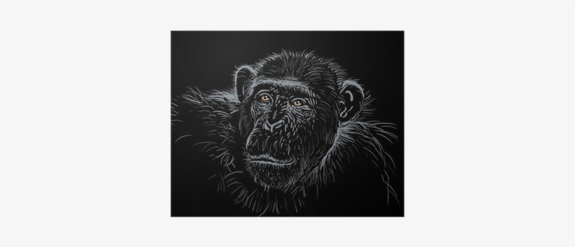 Phillape: Son Of Amazon Forest, transparent png