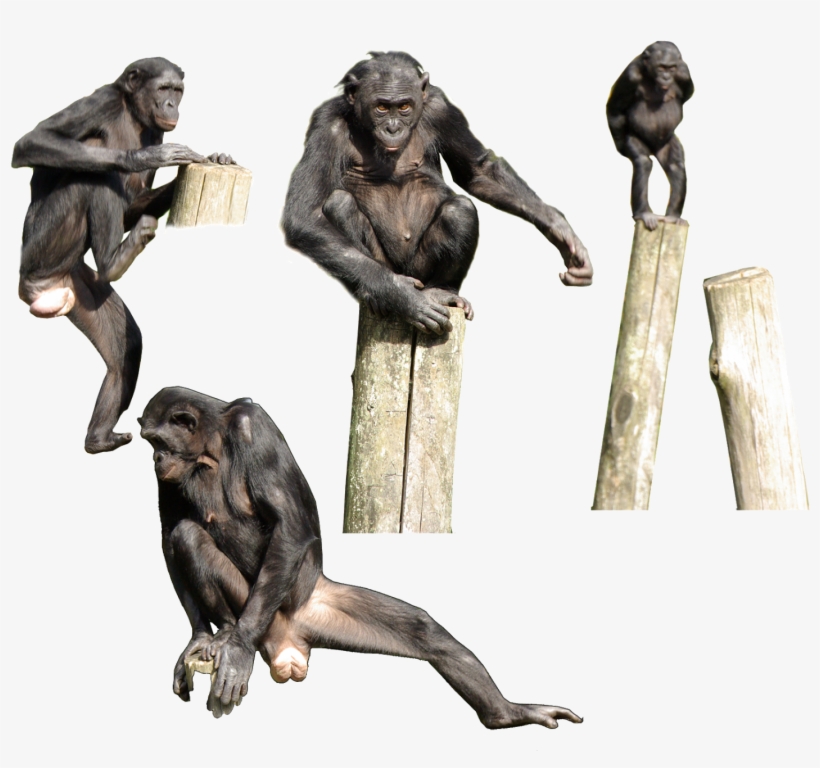 The Bonobo Is Generally Thought To Be More Gracile - Bonobo, transparent png