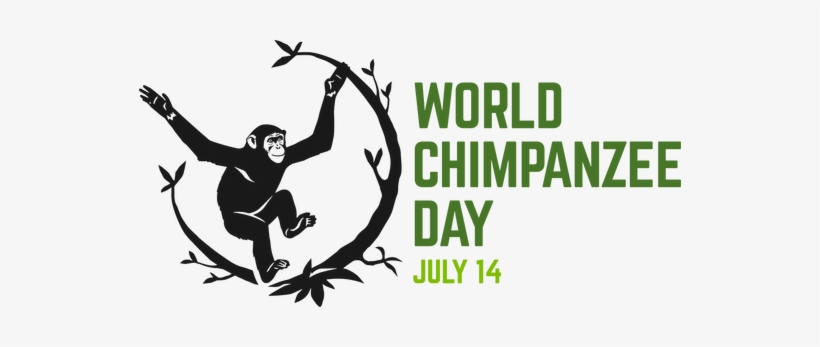 In Honor Of Humans' Closest Cousin, World Chimpanzee - July 14 What Day, transparent png
