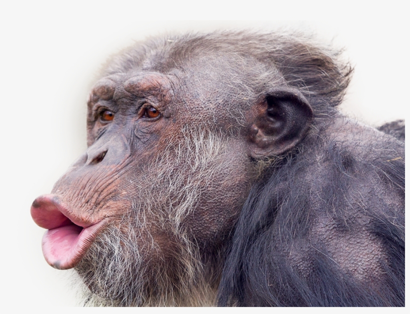Monkey - Common Chimpanzee, transparent png