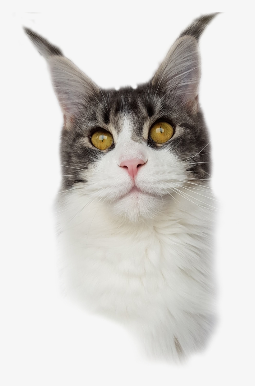 1 Year 4 Month - Aegean Cat, transparent png