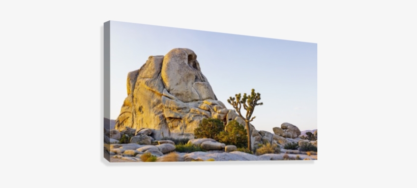Rock Formation And Tree At Sunrise, Joshua Tree National, transparent png