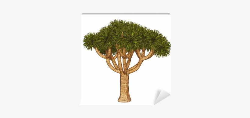 Joshua Tree , - Stock Illustration, transparent png