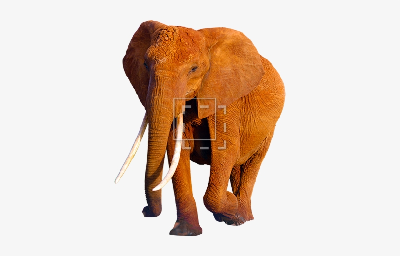 African Elephant Png Hd - Orange Elephant Png, transparent png