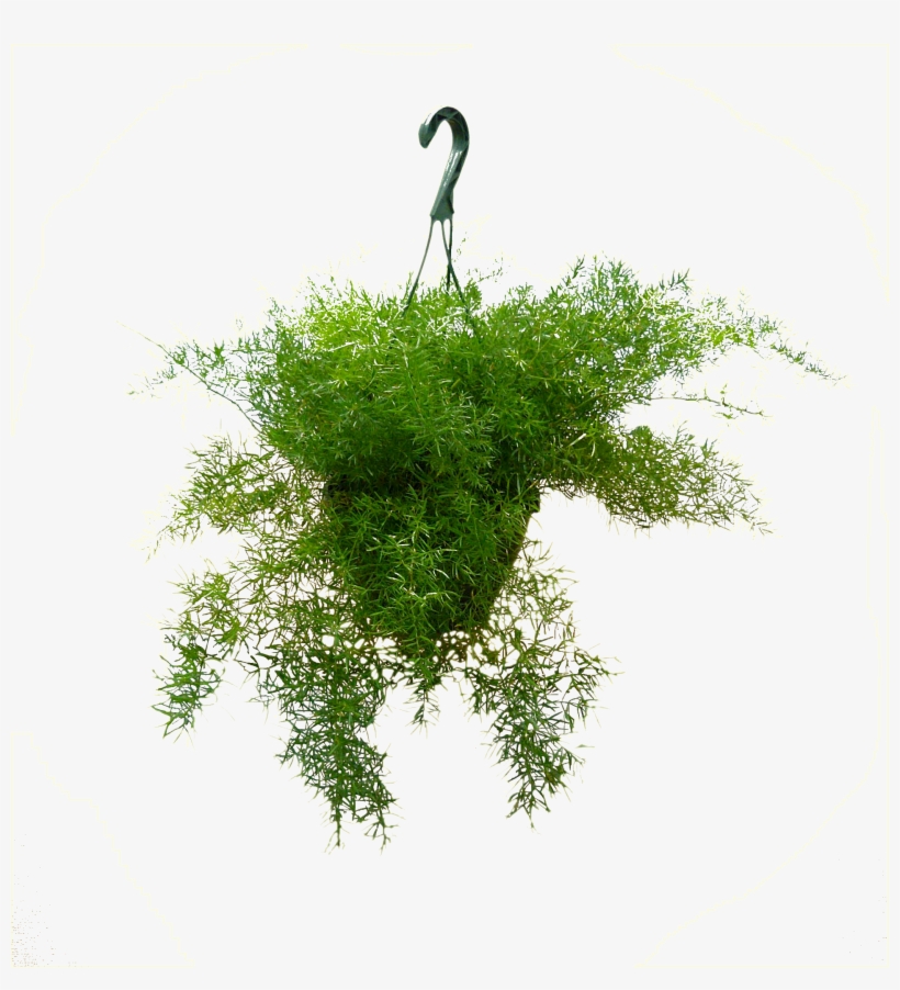 8in Sprengeri Hanging - Crane, transparent png