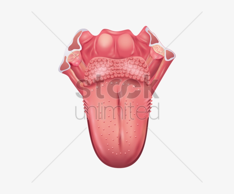 Tongues Png - Cancer De La Langue, transparent png