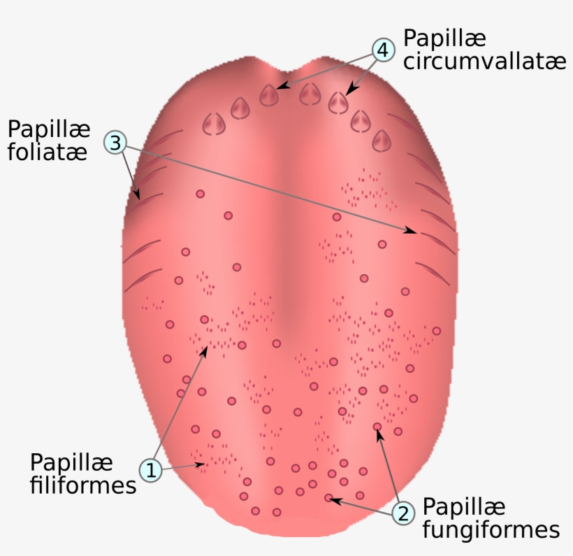 Open - Papil Tong, transparent png