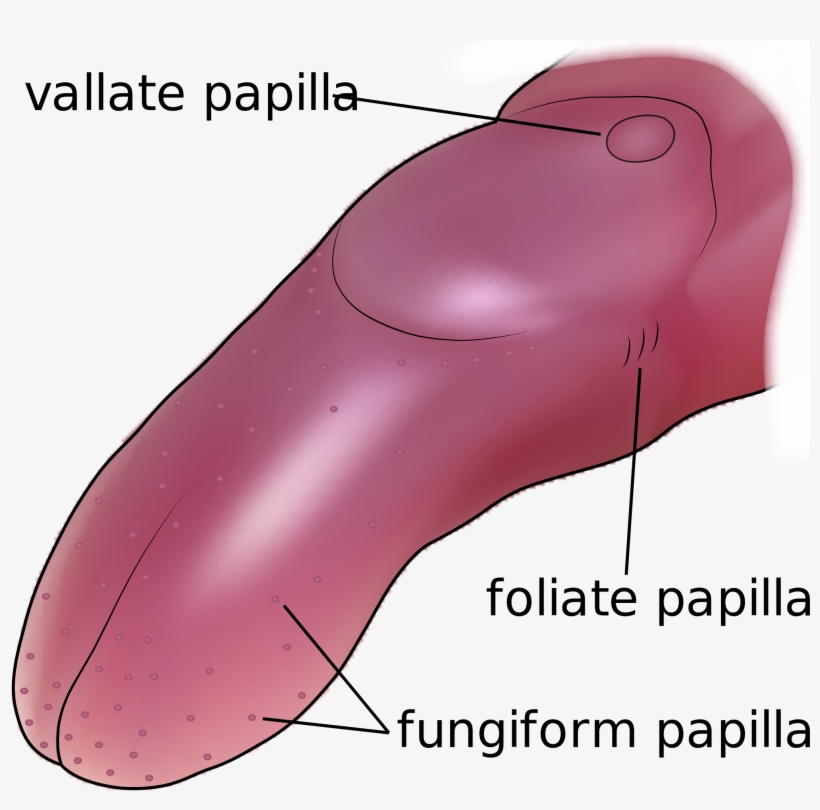 Open - Mouse Tongue, transparent png