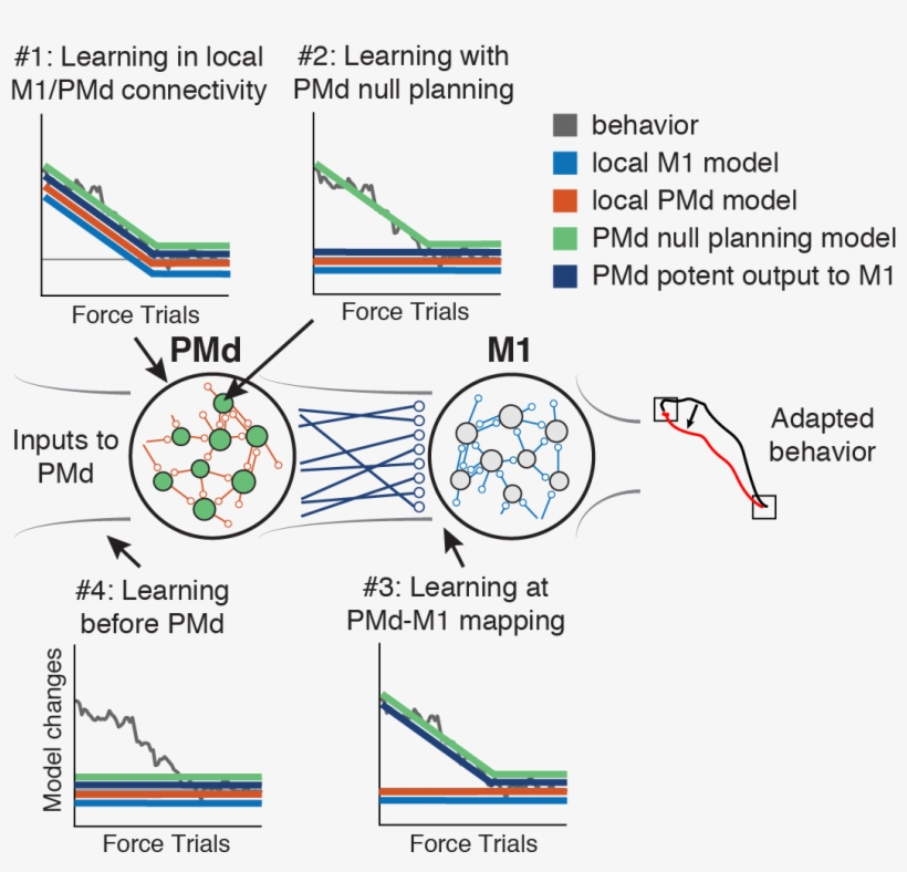 We Considered 4 Hypotheses & Examined Them One By One - Diagram, transparent png