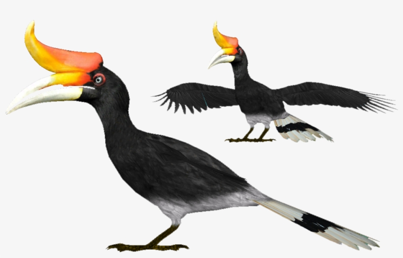 Rhinoceros Hornbill - Hornbill Png, transparent png