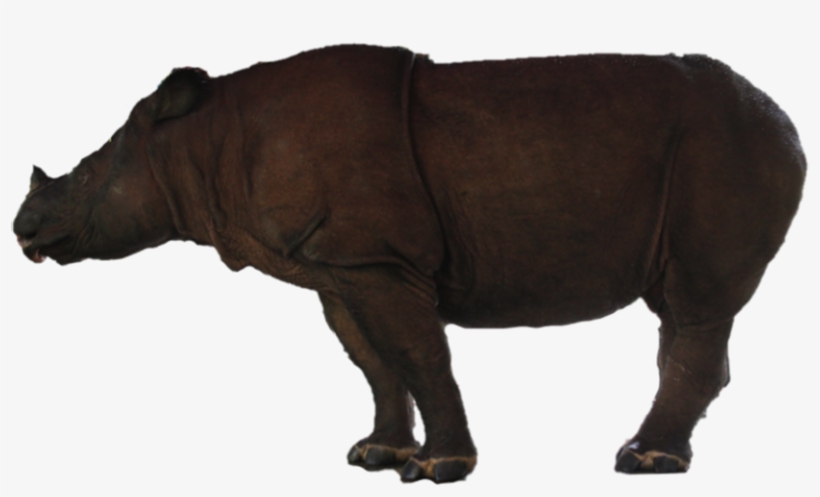 Badak Jpg Crop Copy - Indian Rhinoceros, transparent png