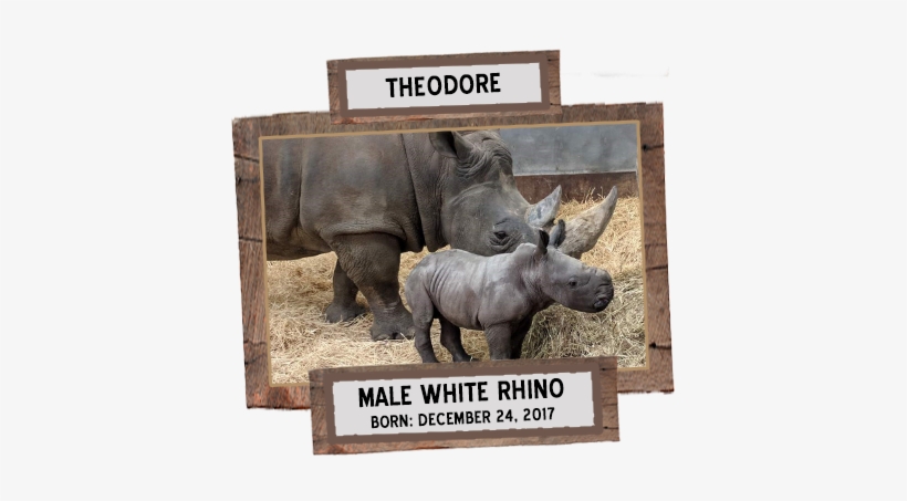 The Toronto Zoo Recently Welcomed Two Baby Rhinos, - Toronto Zoo Rhino, transparent png