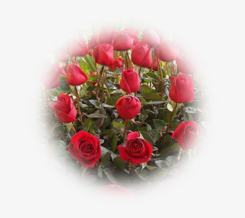 5 Trims Flowers Graphics - 玫瑰 花 图片, transparent png