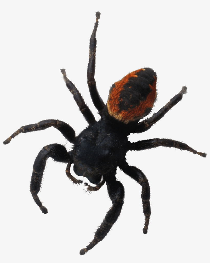 Spider Png Image Png Image - Brachypelma Hamorii, transparent png