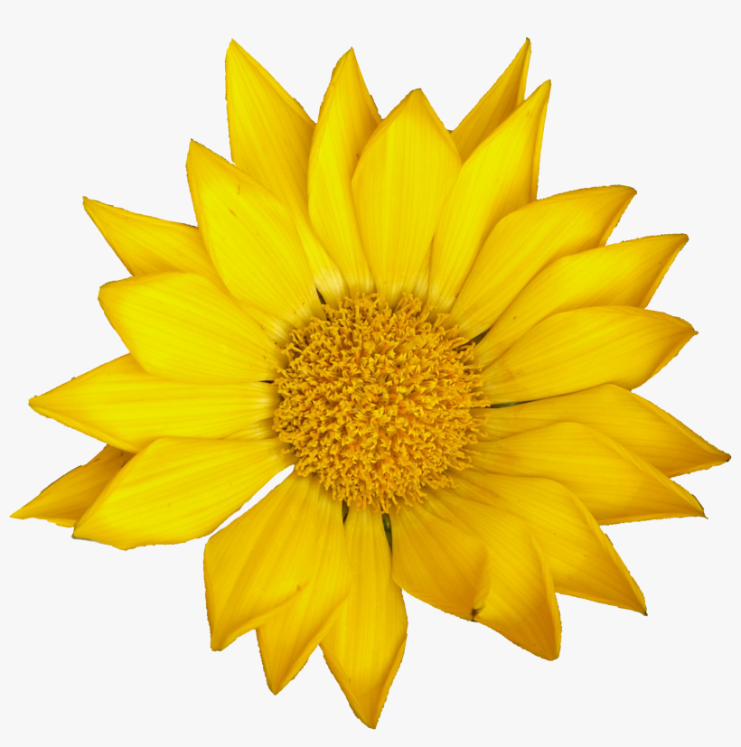 Png File Size - ひまわり の 絵, transparent png