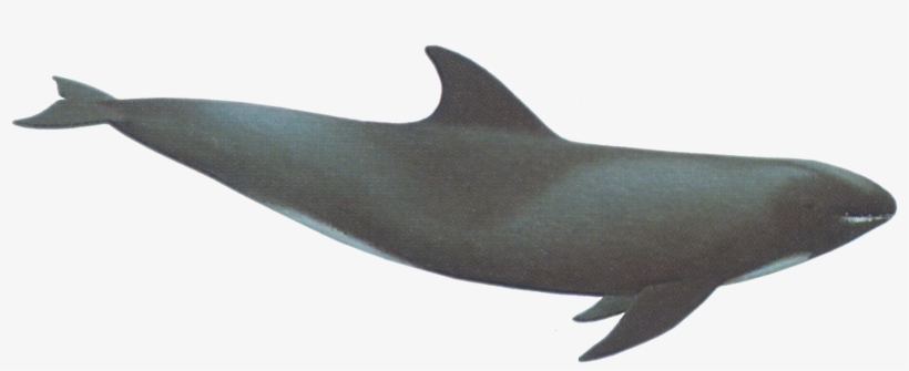 Download - Melon Headed Whale And A Rough Toothed Dolphin, transparent png