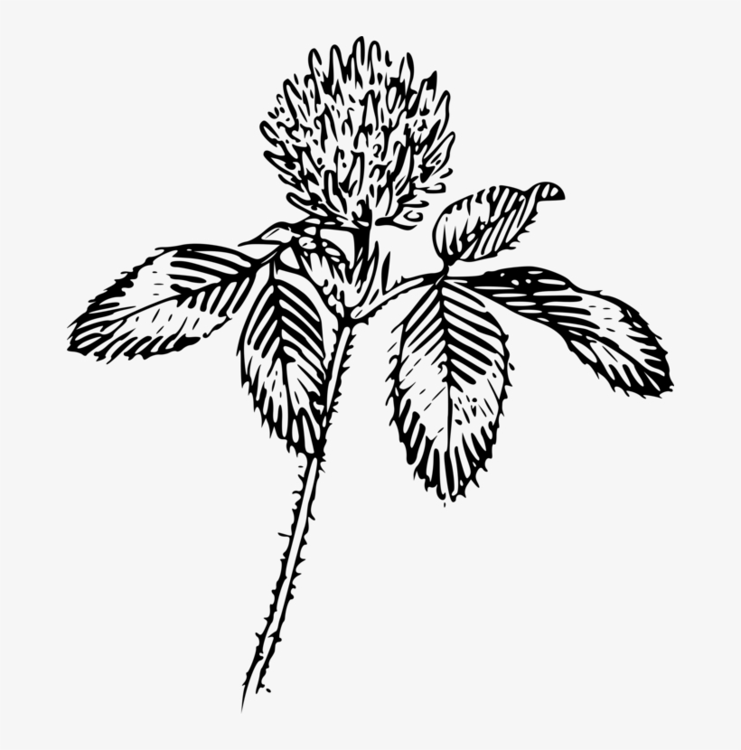 Four-leaf Clover Flower Red Clover Drawing Plant - Flower Outline Png, transparent png